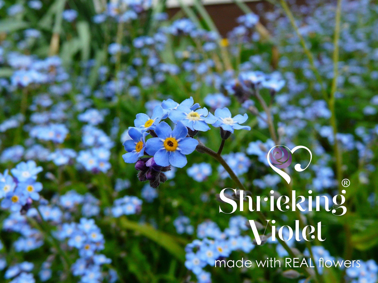 Drop dangle forget-me-not earrings by Shrieking Violet® Sterling.