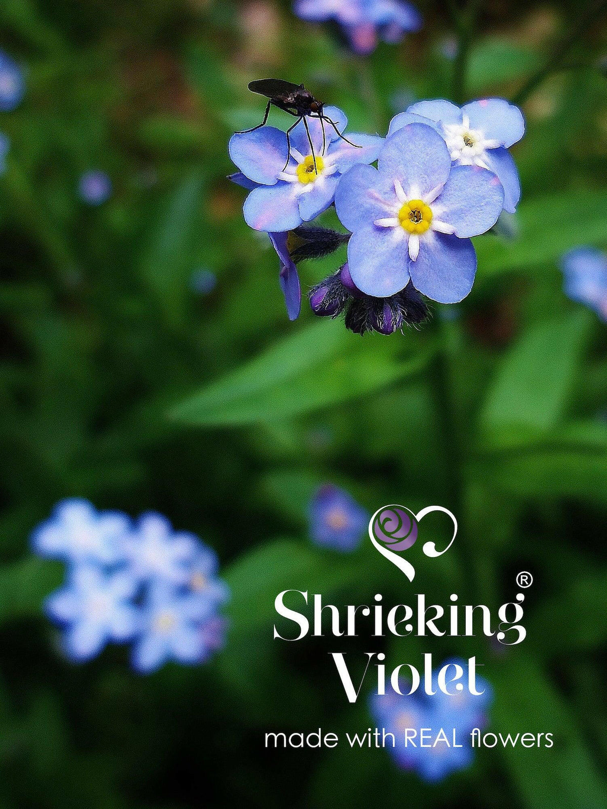 Drop dangle forget-me-not earrings by Shrieking Violet® Sterling.