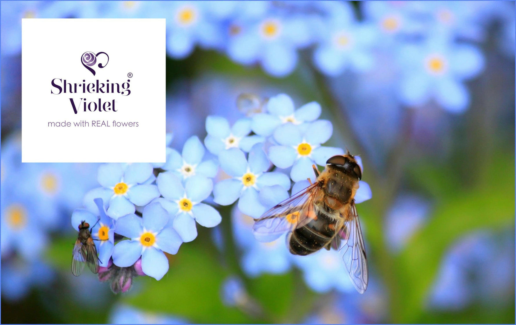 Drop earrings with real Forget-me-nots by  Shrieking Violet® Sterling.