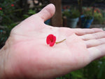 Mixed flower (poppy) drop earrings 'Leela' vertical bar.