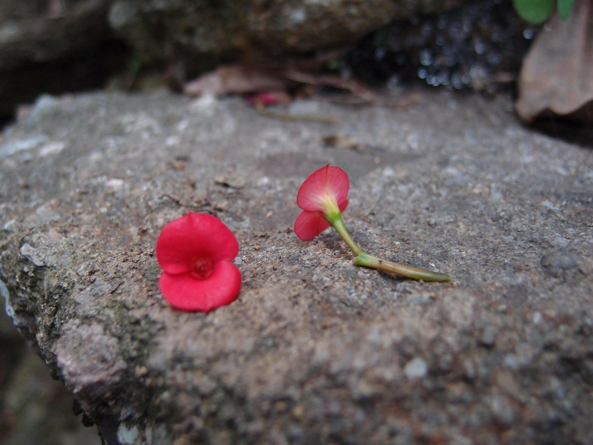 Mixed flower (poppy) drop earrings 'Leela' vertical bar.