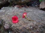 Mixed flower (poppy) drop earrings 'Leela' vertical bar.