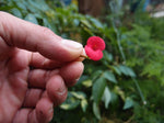 Poppy bangle with real flowers by  Shrieking Violet® Sterling silver.